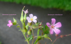 Geranium alboroseum