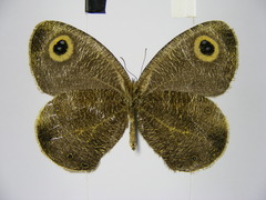 Ypthima albida albida