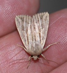 Leucania porphyrodes