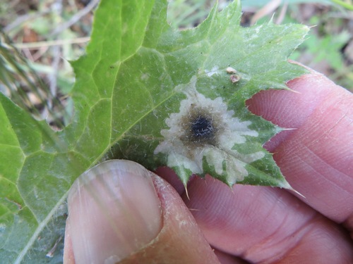 Pegomya carduorum