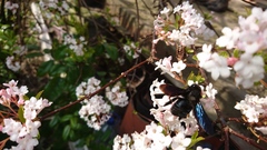 Xylocopa