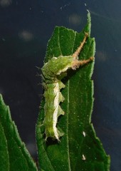 Eurytela hiarbas angustata