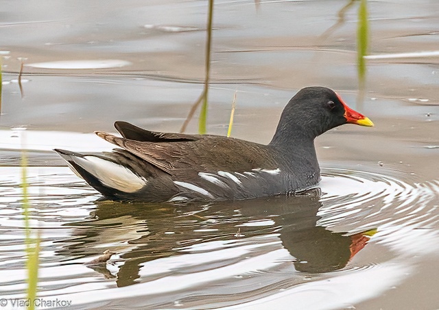 iNaturalist.org. В. Чарков, Чебоксары Чувашия, май 2024