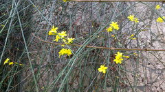 Jasminum nudiflorum