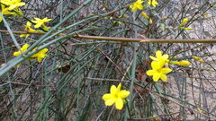 Jasminum nudiflorum