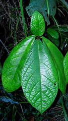 Cordia nodosa