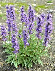 Phacelia sericea sericea