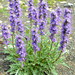 Silky Scorpionweed - Photo (c) Amanda Ronnquist, some rights reserved (CC BY-NC-ND), uploaded by Amanda Ronnquist