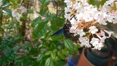 Xylocopa