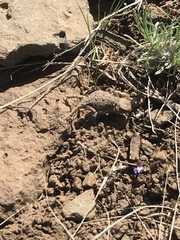 Phrynosoma douglasii