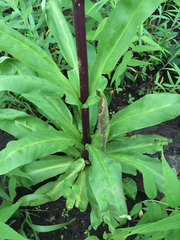 Frasera caroliniensis