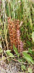 Orobanche pubescens