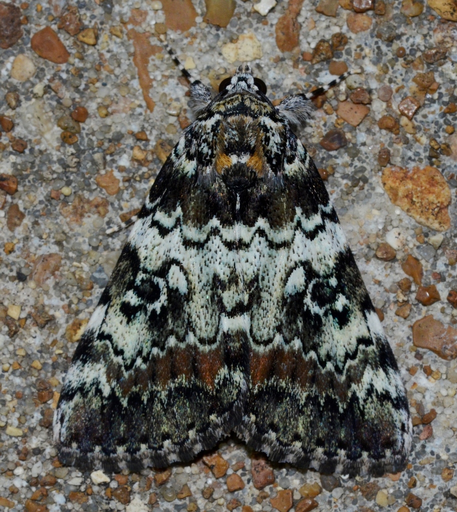 Connubial Underwing