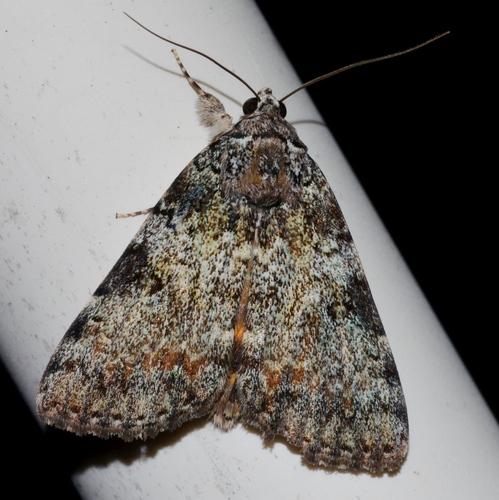 Connubial Underwing photo 3