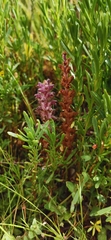 Orobanche pubescens