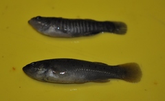 Fundulus pulvereus