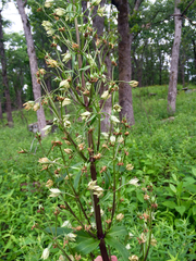 Frasera caroliniensis