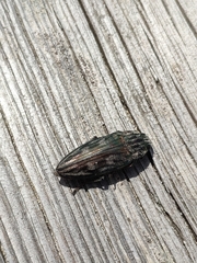 Chalcophora mariana massiliensis