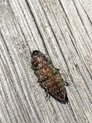 Chalcophora mariana massiliensis