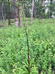 Frasera caroliniensis