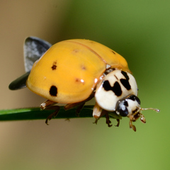 Harmonia axyridis