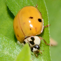 Harmonia axyridis