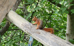 Sciurus anomalus