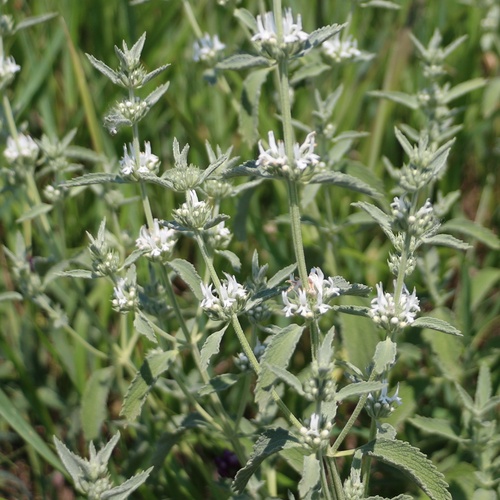 Image of Marrubium peregrinum by (c) Юрий Данилевский (Yuriy Danilevsky), some rights reserved (CC BY)