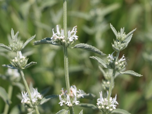 Image of Marrubium peregrinum by (c) Юрий Данилевский (Yuriy Danilevsky), some rights reserved (CC BY)