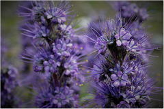 Phacelia sericea sericea