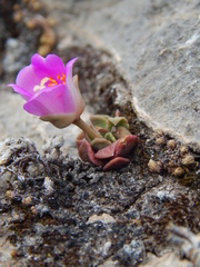 Magnoliopsida