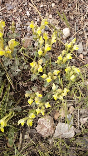 Scutellaria comosa