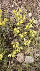 Scutellaria comosa