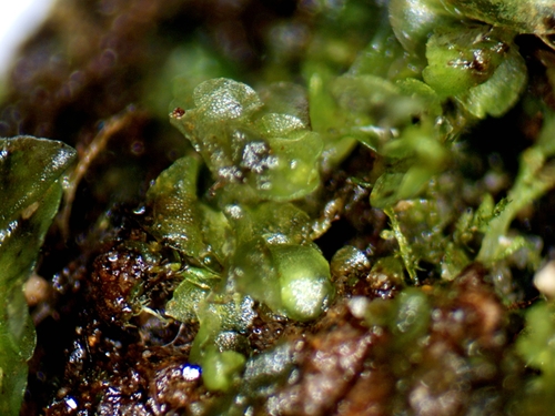 Two-lobed Flapwort (Nardia insecta)