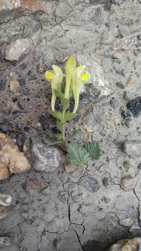 Scutellaria comosa, photograph 2