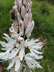 Asphodelus macrocarpus