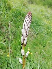 Asphodelus macrocarpus