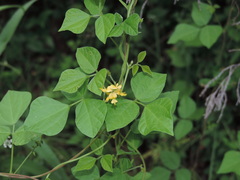 Rhynchosia minima