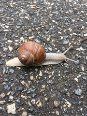 Helix pomatia
