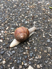 Helix pomatia