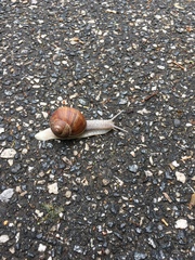 Helix pomatia