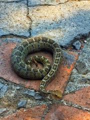 Crotalus ravus