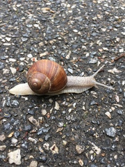 Helix pomatia
