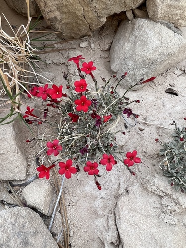 Rabbit Valley Gilia (Aliciella caespitosa)