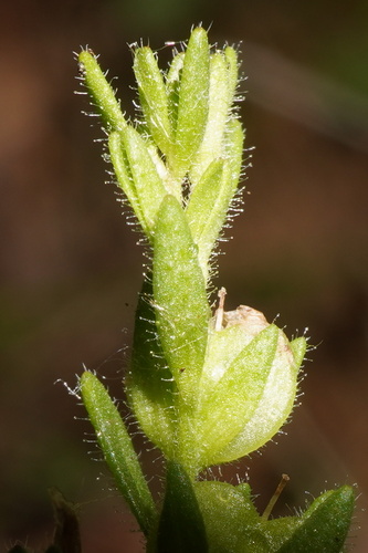 Image of Veronica dillenii by (c) Patrick Hacker, some rights reserved (CC BY)
