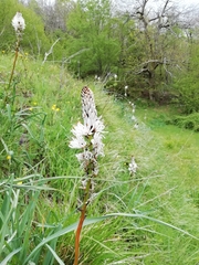 Asphodelus macrocarpus