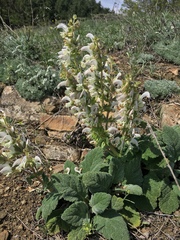 Salvia verbascifolia