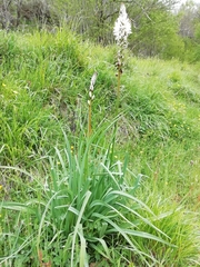 Asphodelus macrocarpus
