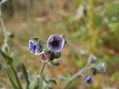 Cynoglossum henricksonii