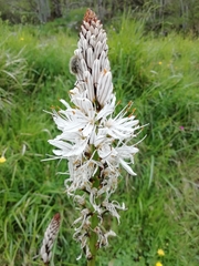 Asphodelus macrocarpus